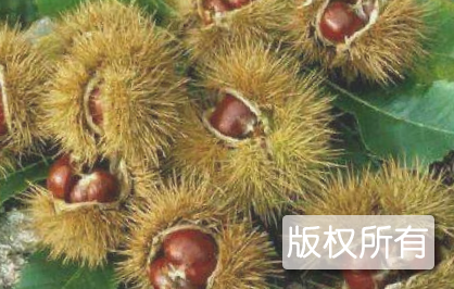 张家界板栗