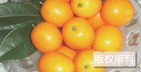 泗水金橘