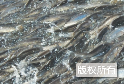达里湖华子鱼