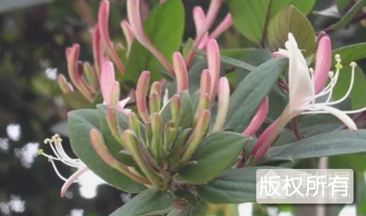 密县金银花