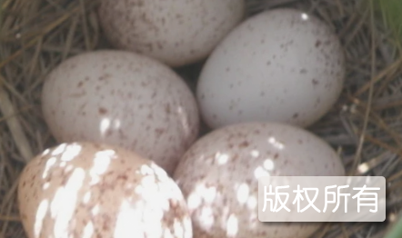 沿海鸭蛋