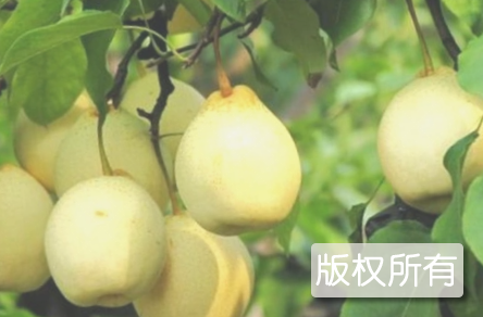 阳信鸭梨