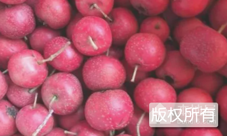 沂源山楂