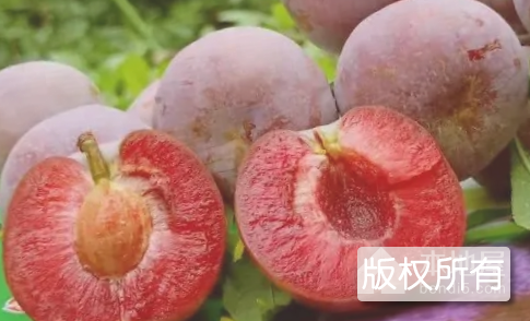 胭脂李