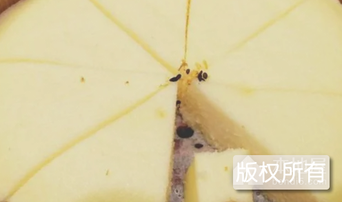 佳品甑蒸糕