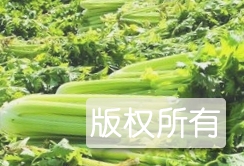 丁北西芹