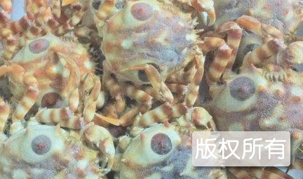 狮子蟹