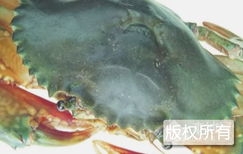 东厦锯缘青蟹
