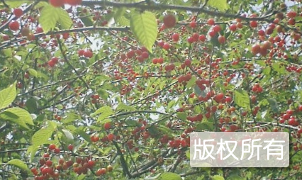 鄢陵樱桃