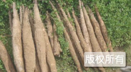 贺街淮山