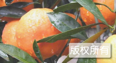 黄沙坞柑橘