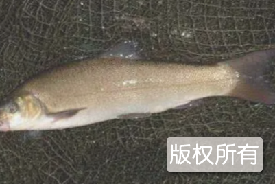 洪雅雅鱼