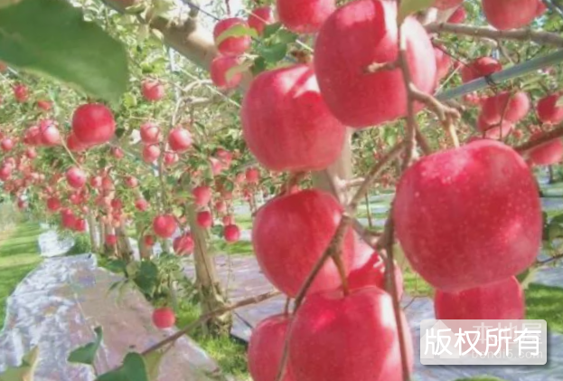 东大寨苹果