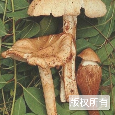 美味鸡纵菌