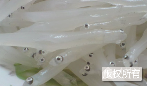 天岗湖银鱼