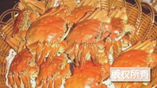 金丝海蟹