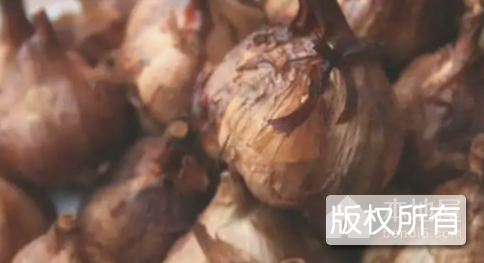 河源火蒜