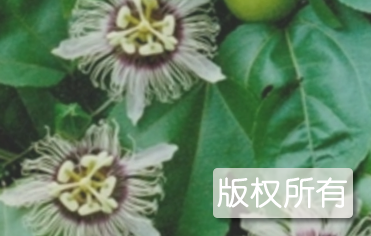 蒙山百香果