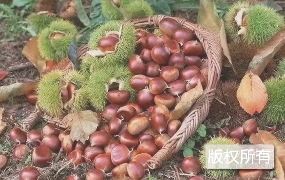 青龙板栗