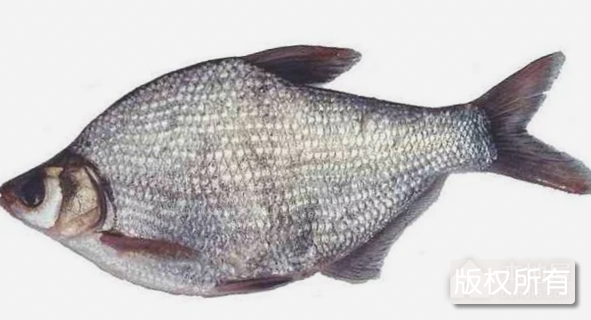 虎山鳊鱼