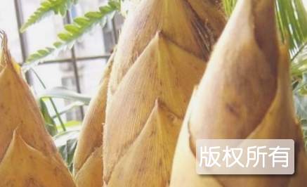 绥宁冬笋