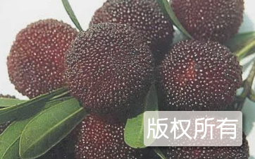 兰溪杨梅