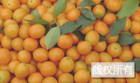 浏阳金桔