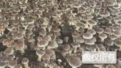 宁德食用菌
