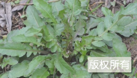 房县山野菜