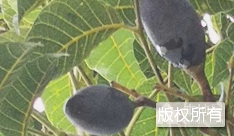 乌橄榄