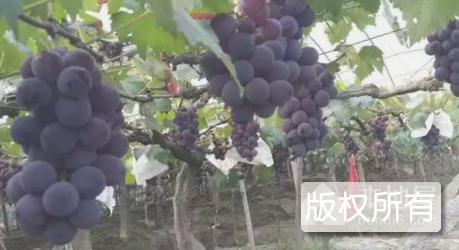 杜集葡萄