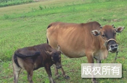 涠洲黄牛