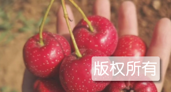 山里红