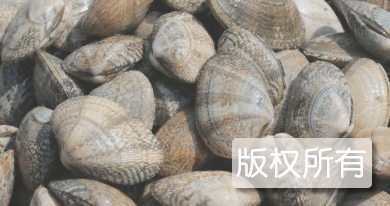 胶州湾杂色蛤