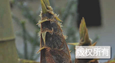 蒋山竹笋