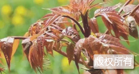 宁阳香椿
