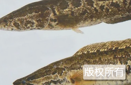 乌鱼
