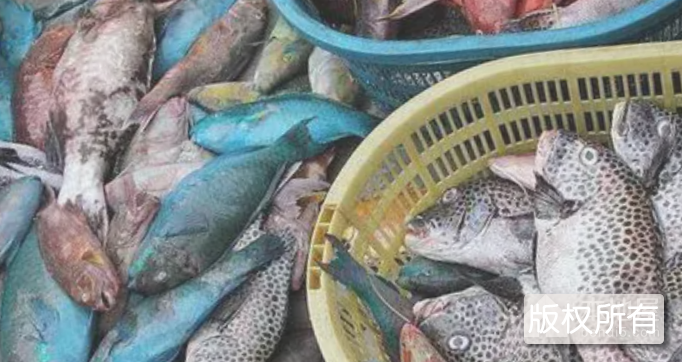 潭门鱼
