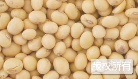 九嶷黄豆