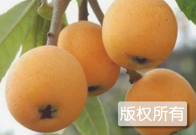 峡源坑枇杷