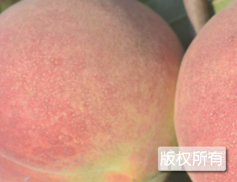 满城雪桃