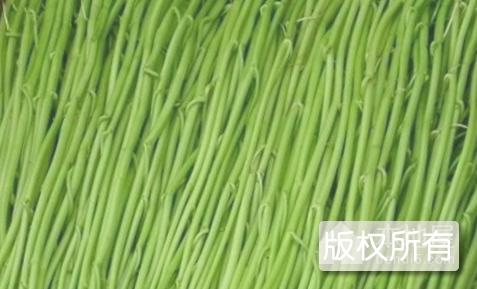 抚州水蕹