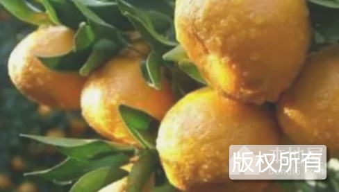 雷家坪椪柑