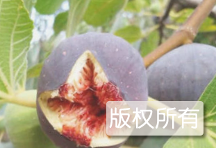 仙健无花果