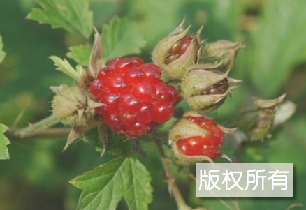 沅陵山泡子