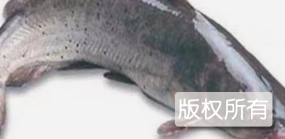 青神江团
