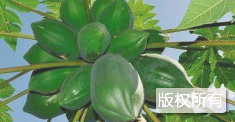 南沙番木瓜