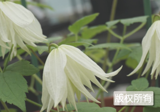 高山铁线莲