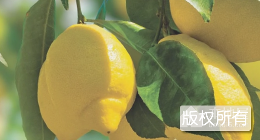 万州柠檬