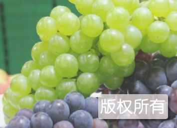 双高葡萄